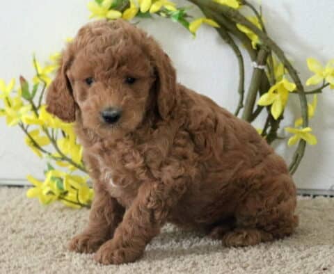 Mocha Cavapoo