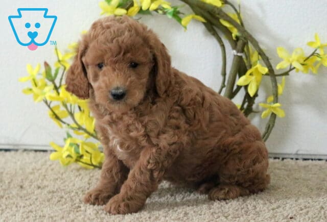 Mocha Cavapoo image