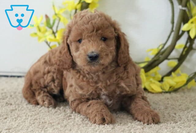 Mocha Cavapoo2 image