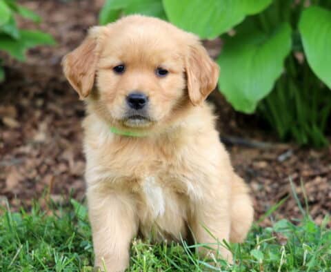 Adorable Golden Retriever puppy with light golden fur and a green collar sitting on grass in front of large green hosta plants and brown mulch.