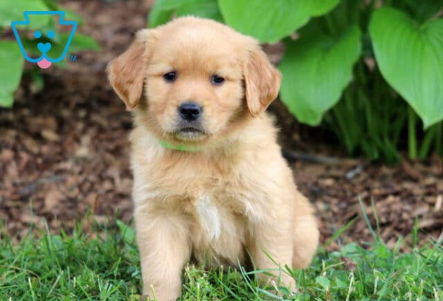 Adorable Golden Retriever puppy with light golden fur and a green collar sitting on grass in front of large green hosta plants and brown mulch. image