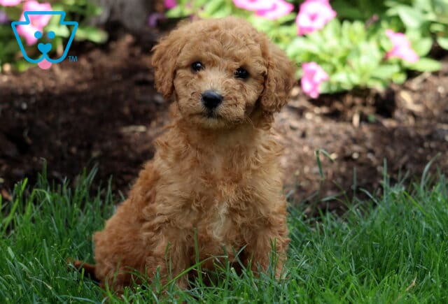 Monty Mini Labradoodle image
