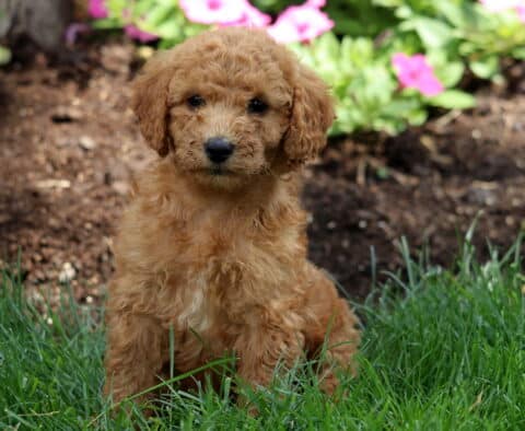 Monty Mini Labradoodle2