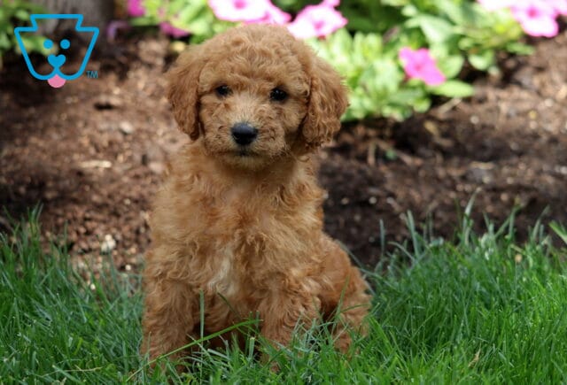 Monty Mini Labradoodle2 image