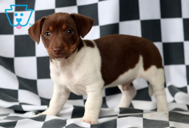 Moose Jack Russell image
