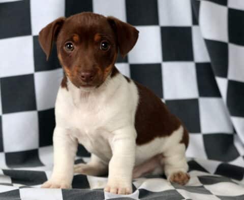 Moose Jack Russell2