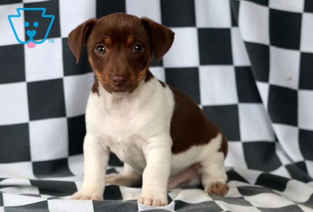 Moose Jack Russell2 image