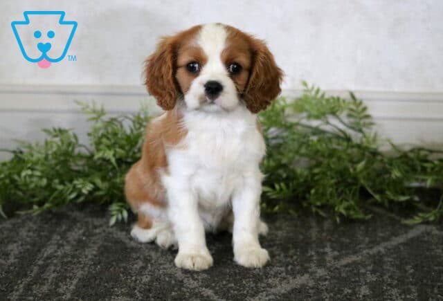 Muffin Cavalier image