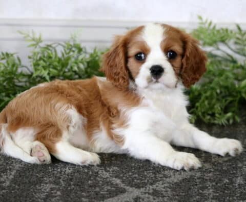 Muffin Cavalier2