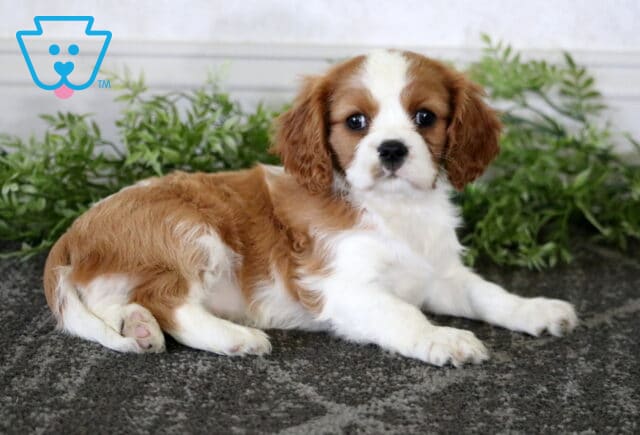 Muffin Cavalier2 image