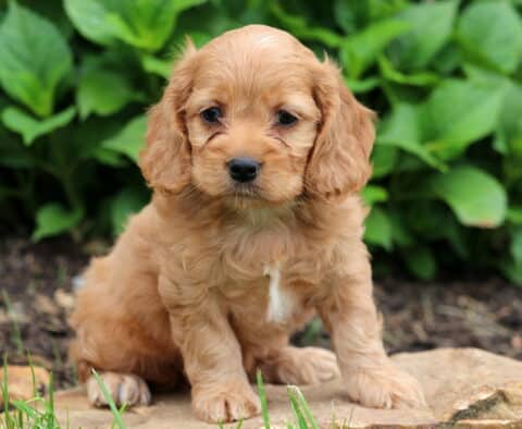 Muffin Cockapoo