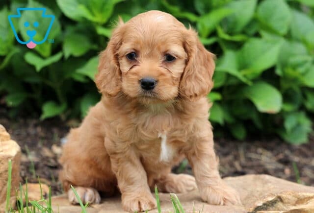 Light golden Cockapoo puppy with long ears and a soft wavy coat sitting on a stone border in front of lush green plants and garden mulch. image