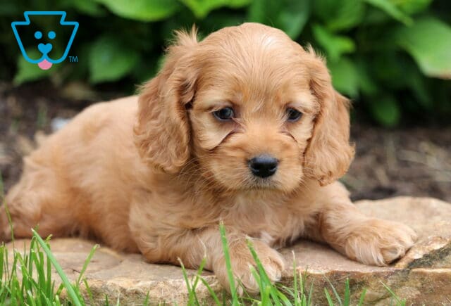 Light golden Cockapoo puppy with silky ears lying down on a stone path, framed by tall grass and leafy green plants int he background. image