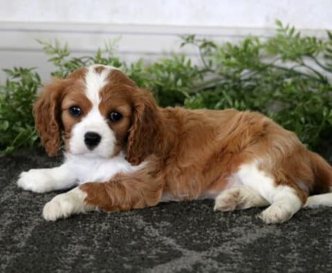 Mylie Cavalier