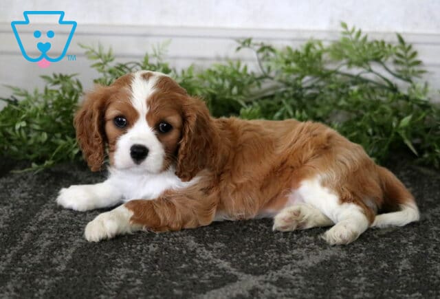 Mylie Cavalier image