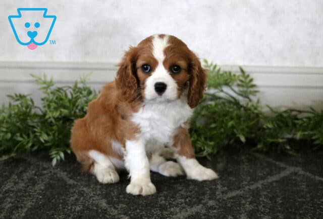 Mylie Cavalier2 image