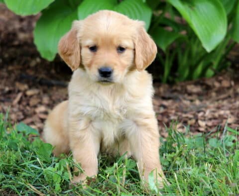 Sweet light golden Golden Retriever puppy with floppy ears sitting on the grass, with large green hosta leaves and mulch in the background.