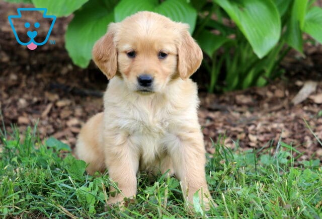 Sweet light golden Golden Retriever puppy with floppy ears sitting on the grass, with large green hosta leaves and mulch in the background. image