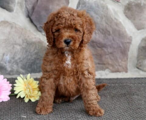 Fluffy red Cavapoo puppy sitting on a mat in front of a stone wall, with a small white patch on its chest and two daisies placed beside it.