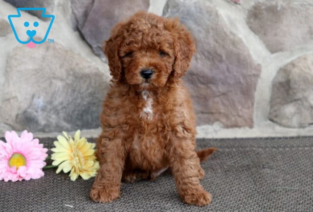 Fluffy red Cavapoo puppy sitting on a mat in front of a stone wall, with a small white patch on its chest and two daisies placed beside it. image
