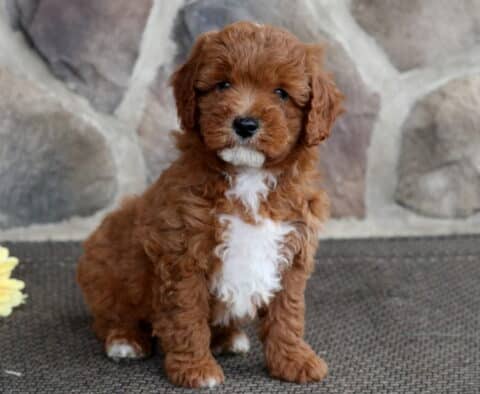 Red Cavapoo puppy with a large white patch on its chest sitting in front of a stone wall, with yellow and pink flowers placed to the side.