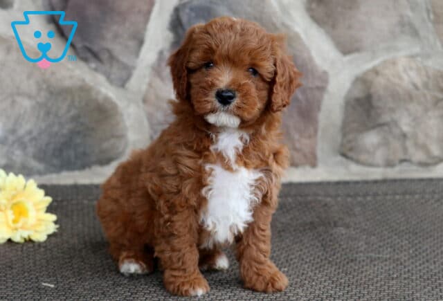 Red Cavapoo puppy with a large white patch on its chest sitting in front of a stone wall, with yellow and pink flowers placed to the side. image