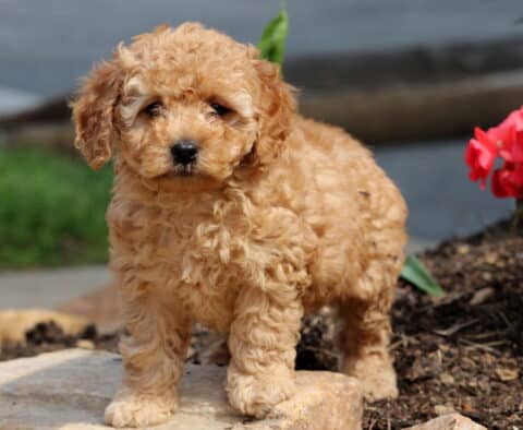 Navy Cockapoo
