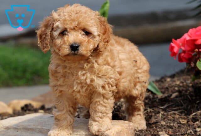 Navy Cockapoo image