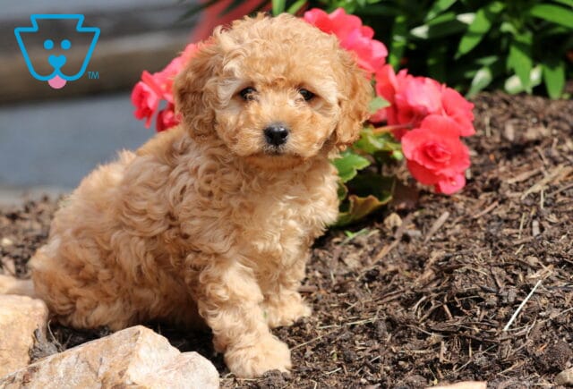 Navy Cockapoo2 image