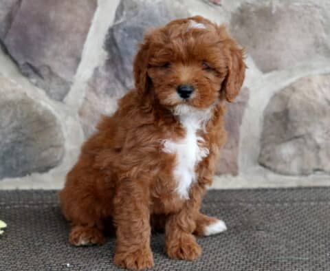 Adorable red Cavapoo puppy with a white chest and chin, sitting calmly in front of a stone wall with a single yellow flower to the side.