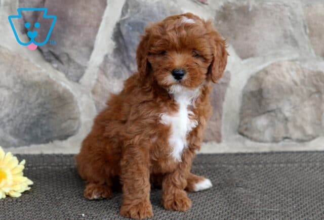Adorable red Cavapoo puppy with a white chest and chin, sitting calmly in front of a stone wall with a single yellow flower to the side. image