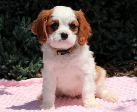Nelly Cavalier