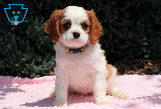 Nelly Cavalier image