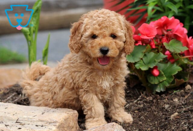 Nemo Cockapoo image