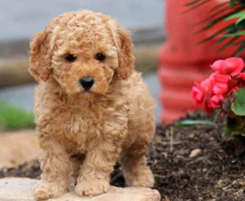 Nemo Cockapoo2