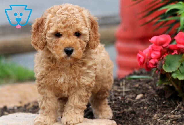Nemo Cockapoo2 image