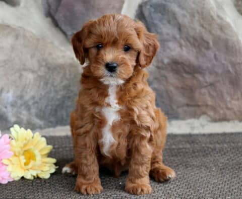 Cute red Cavapoo puppy with a white chest marking sitting on a textured mat in front of a stone wall, with pink and yellow flowers beside it.