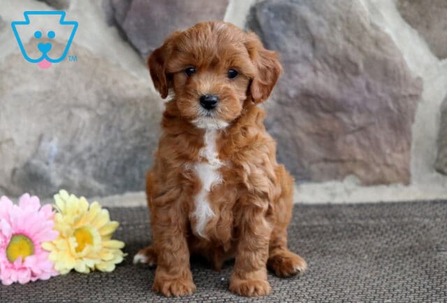 Cute red Cavapoo puppy with a white chest marking sitting on a textured mat in front of a stone wall, with pink and yellow flowers beside it. image