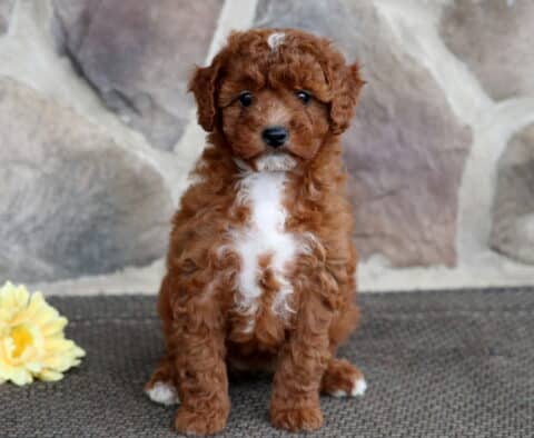 Fluffy red Cavapoo puppy with a curly coat and bold white markings on its chest, sitting on a mat in front of a stone wall with pink and yellow daisies nearby.