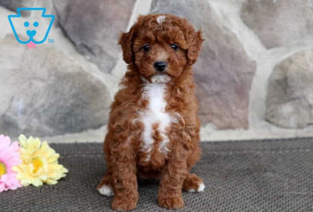 Fluffy red Cavapoo puppy with a curly coat and bold white markings on its chest, sitting on a mat in front of a stone wall with pink and yellow daisies nearby. image