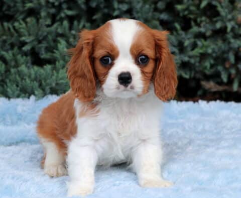 Nugget Cavalier