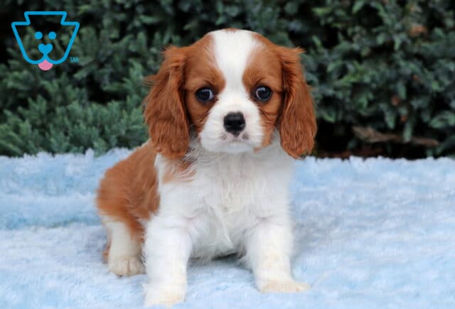 Nugget Cavalier image