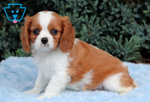 Nugget Cavalier2 image