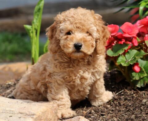 Nugget Cockapoo