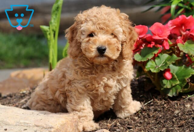 Nugget Cockapoo image