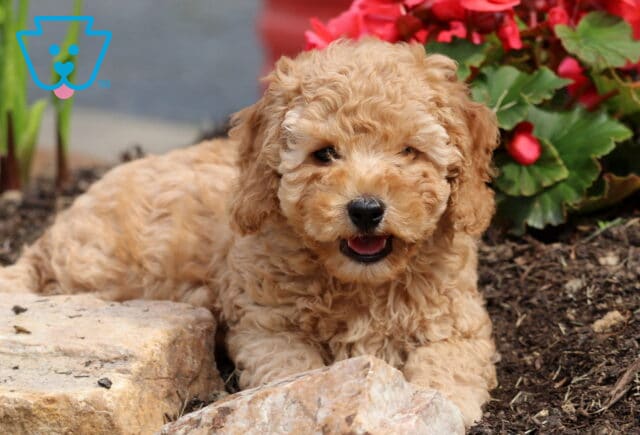 Nugget Cockapoo2 image