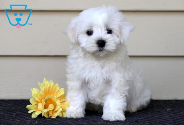 Oliver Maltese image