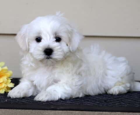 Oliver Maltese2