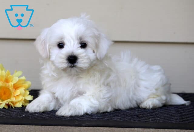 Oliver Maltese2 image