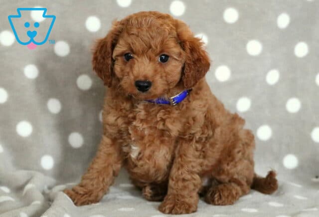 Paddington Cavapoo-001 image